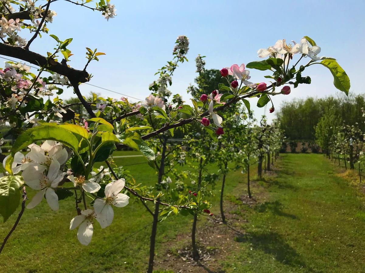 Agriturismo La Biandrina Carpignano Sesia Buitenkant foto