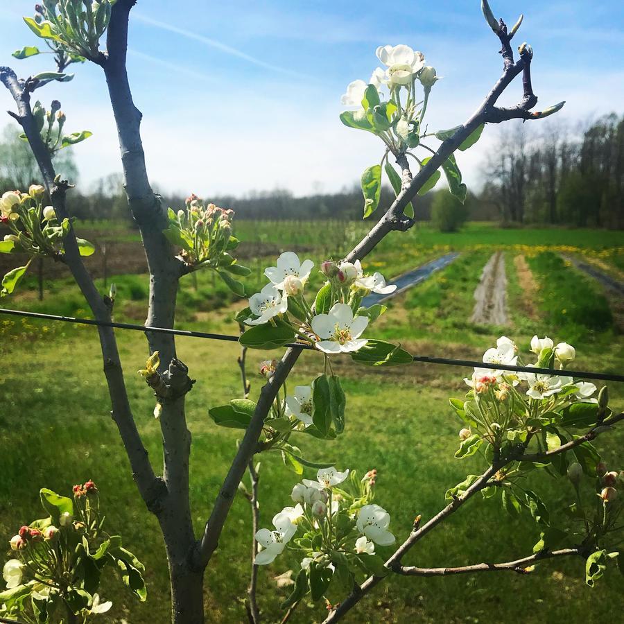 Agriturismo La Biandrina Carpignano Sesia Buitenkant foto